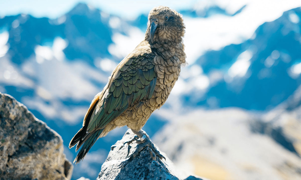 kea-2